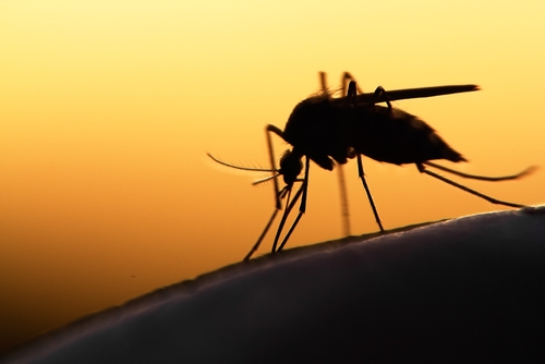 Fake malaria drug prompts warning to travellers